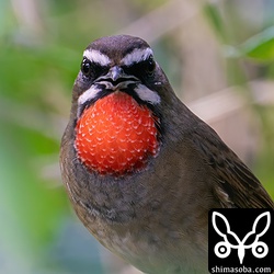 ノゴマは「ググッ」と地鳴きしながら雑木林を移動していました。