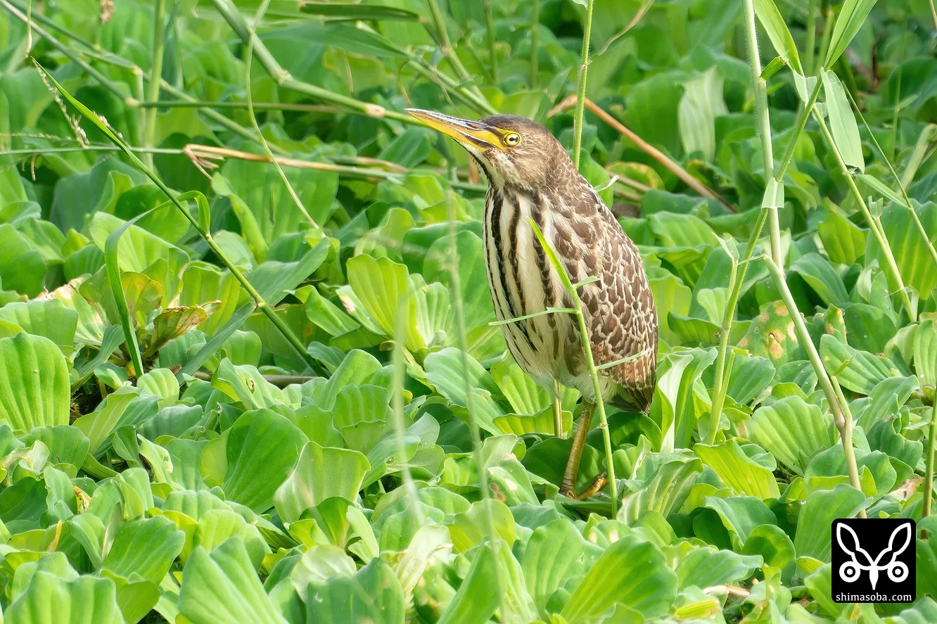 リュウキュウヨシゴイ