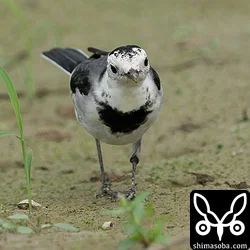 ホオジロハクセキレイ