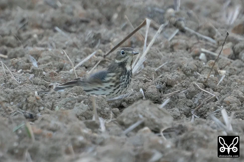 タヒバリ