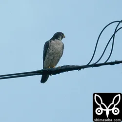 ハヤブサのオス成鳥。雨の中、遠かった…。