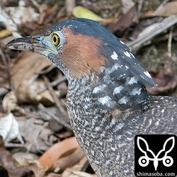 ズグロミゾゴイ幼鳥の冠羽にはハートマークがあります。^^