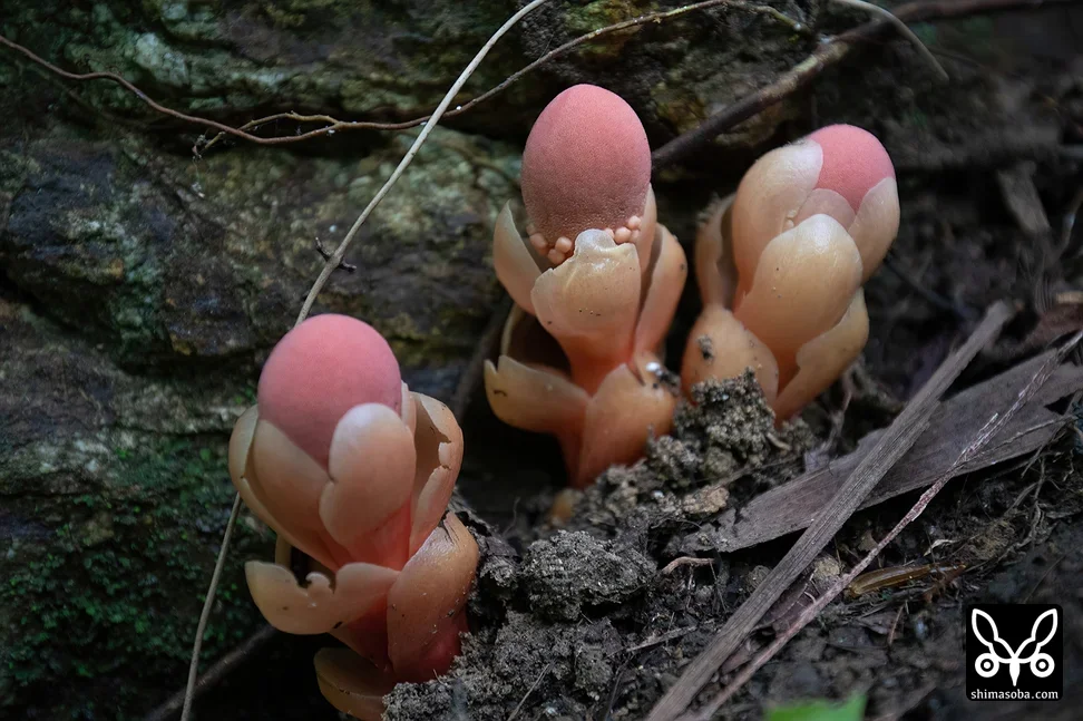 リュウキュウツチトリモチ