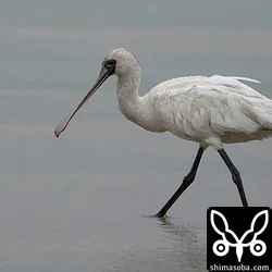 クロツラヘラサギ