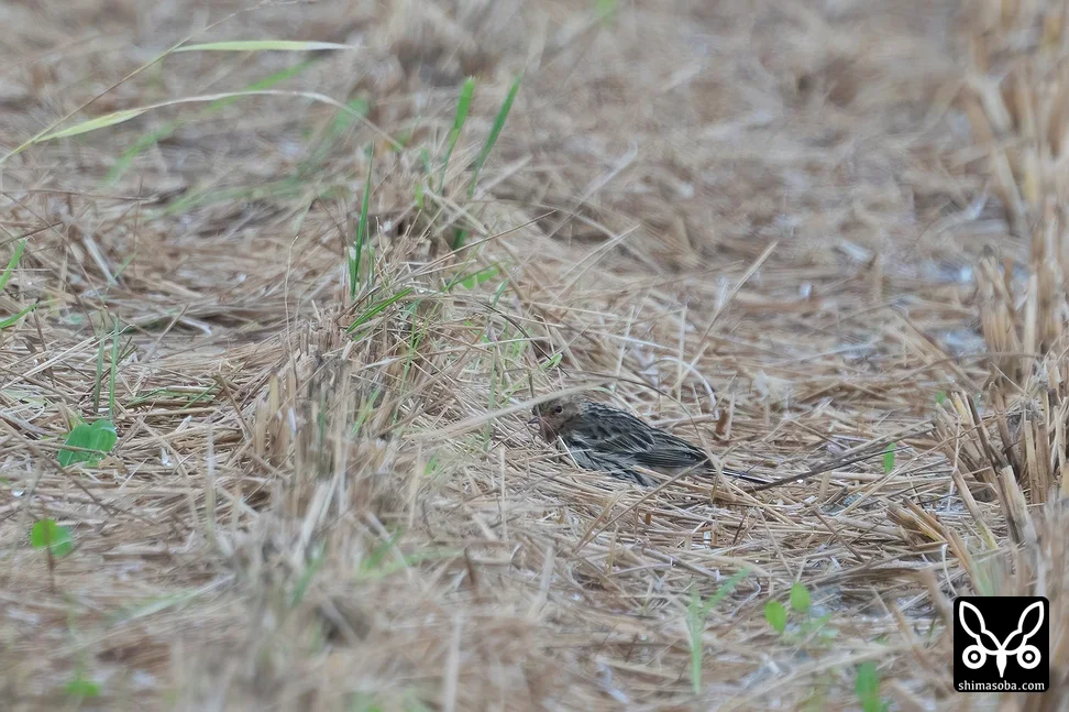 ムネアカタヒバリ