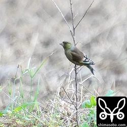オオカワラヒワ
