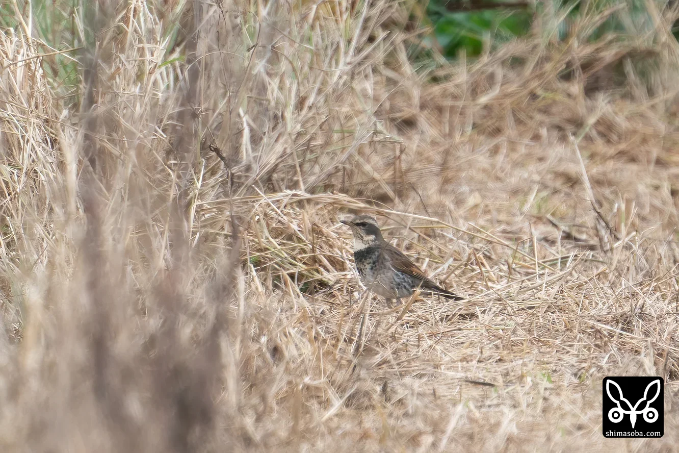 ツグミ
