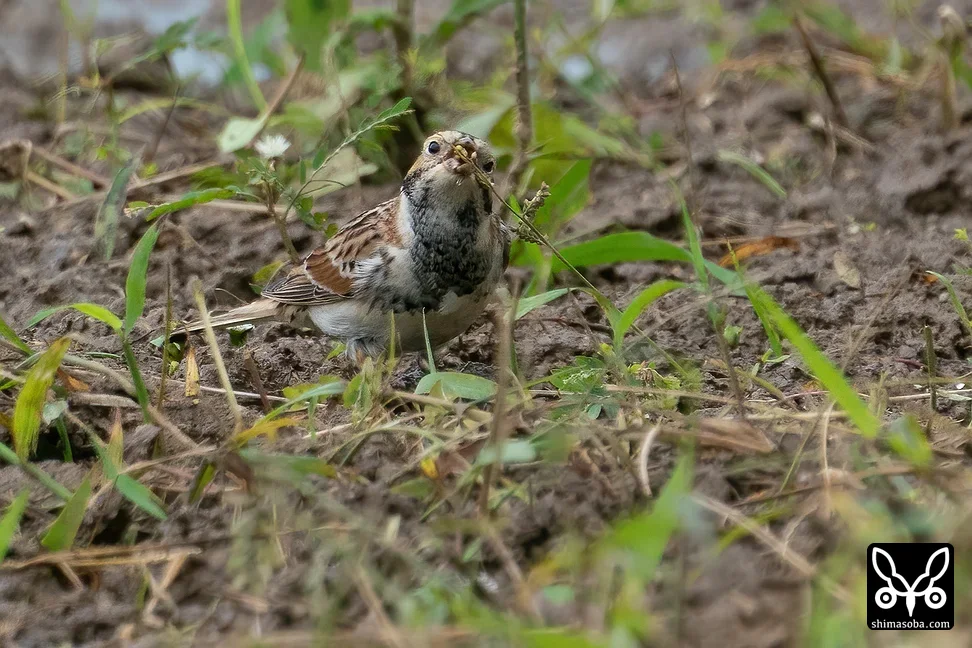 ツメナガホオジロ