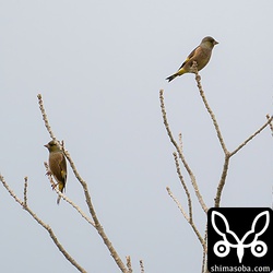 オオカワラヒワ2羽も順調に越冬中です。
