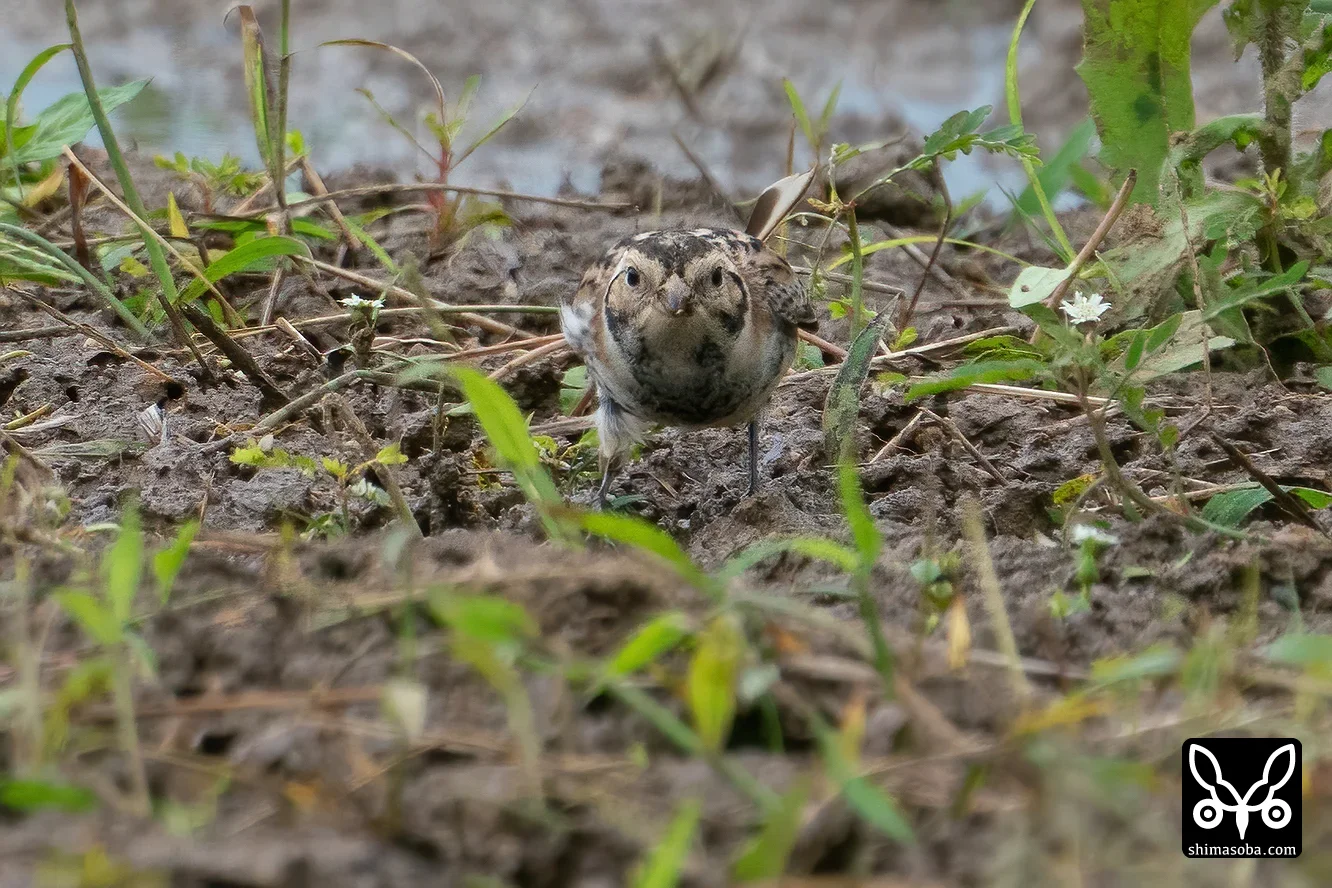 ツメナガホオジロ