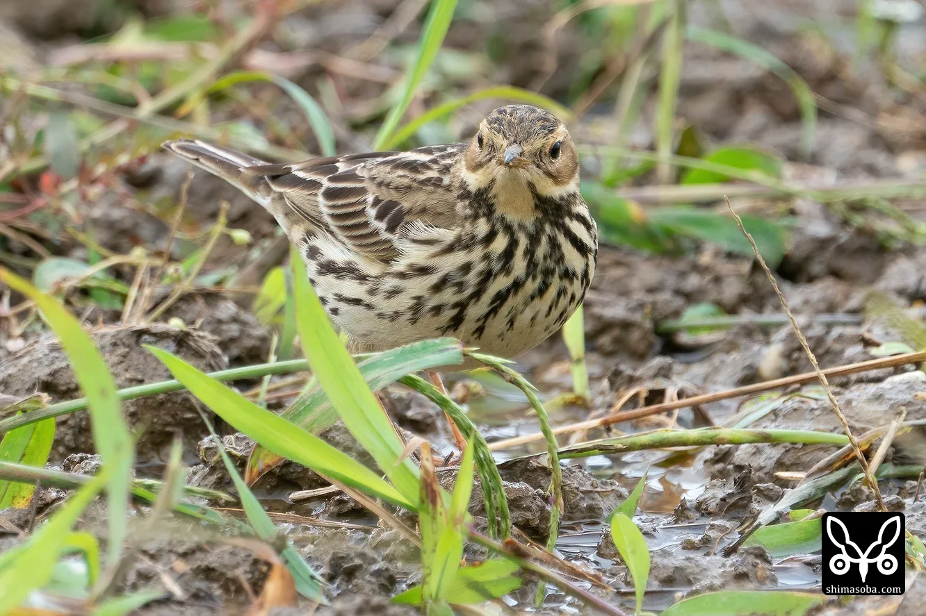 ムネアカタヒバリ
