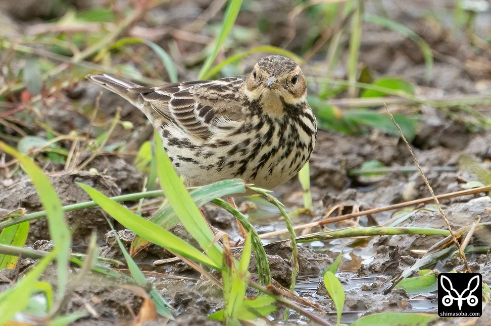 ムネアカタヒバリ
