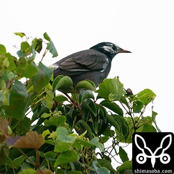 石垣島では冬鳥のムクドリ。沖縄本島では空港付近で繁殖もしています。