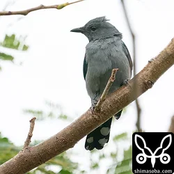 アサクラサンショウクイ