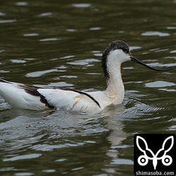 池に浮かぶソリハシセイタカシギ第1回冬羽。逆さまになりながら水中に頭を突っ込んで餌をとっているようでした。