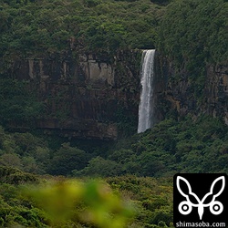 西表島で一番人気のピナイサーラの滝は連日の雨で増水していました。