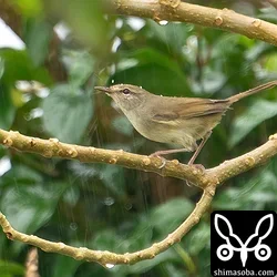 いつも鳴き声だけで姿を現さないウグイスが開けた場所に出てきました。雨が降っていて警戒心が緩んでいるのでしょうか。