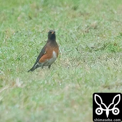アカハラの成鳥オス。