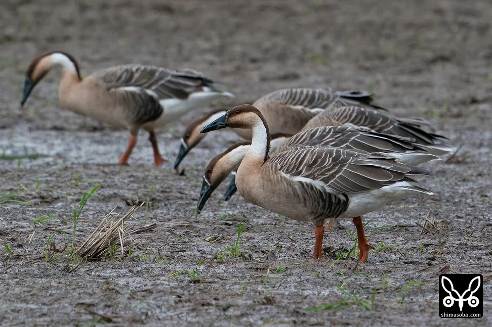 サカツラガン