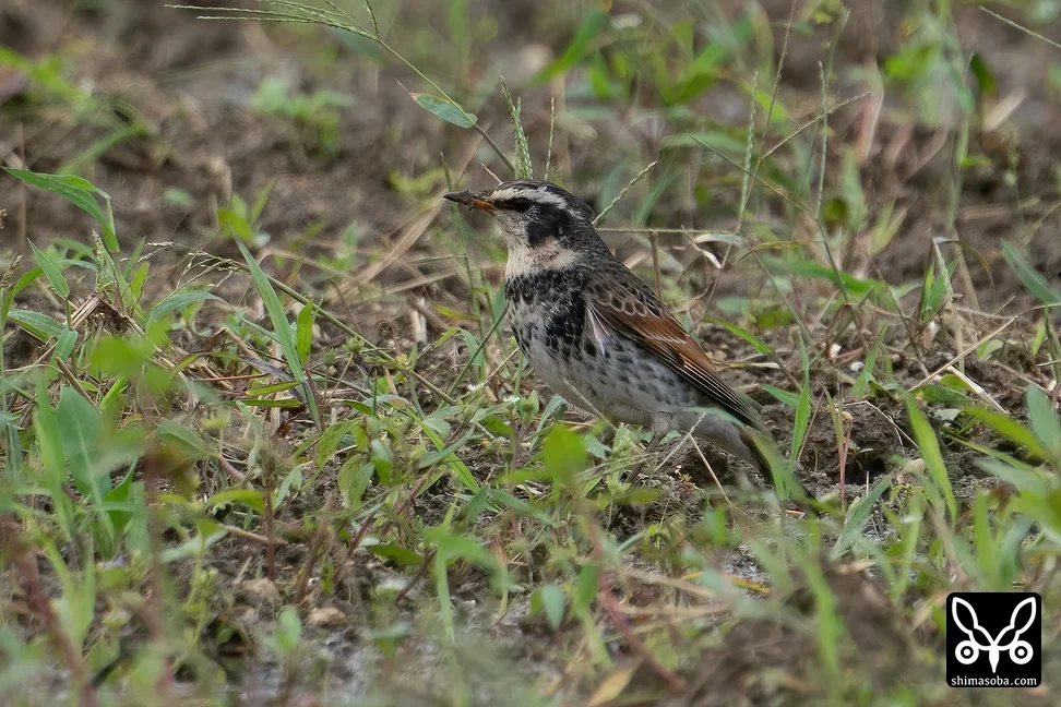 ツグミ