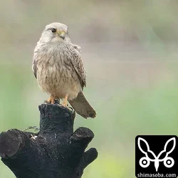 越冬中のチョウセンチョウゲンボウ、ヒシクイ、オオヒシクイ、マガンの群れなど