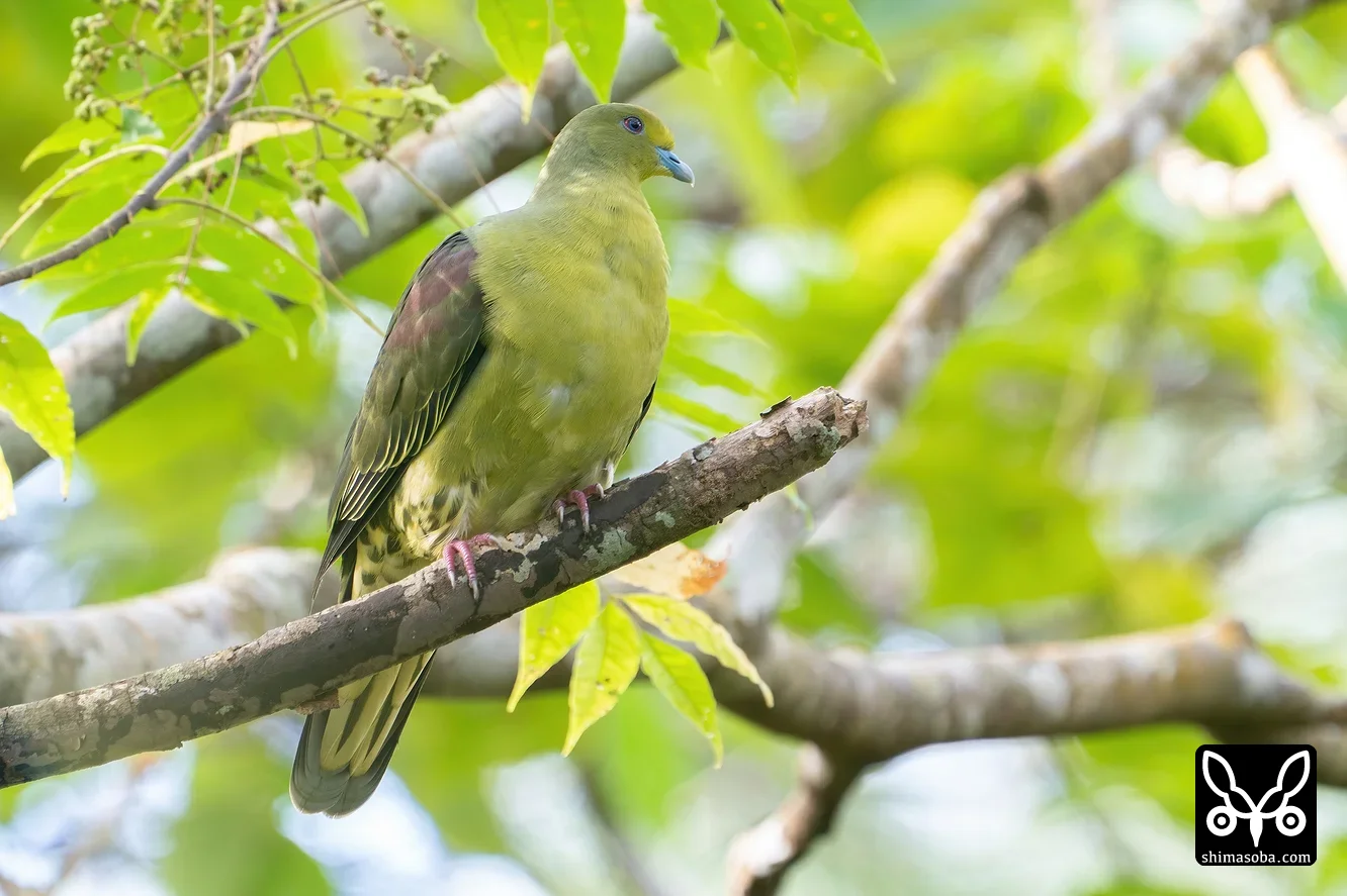 チュウダイズアカアオバト