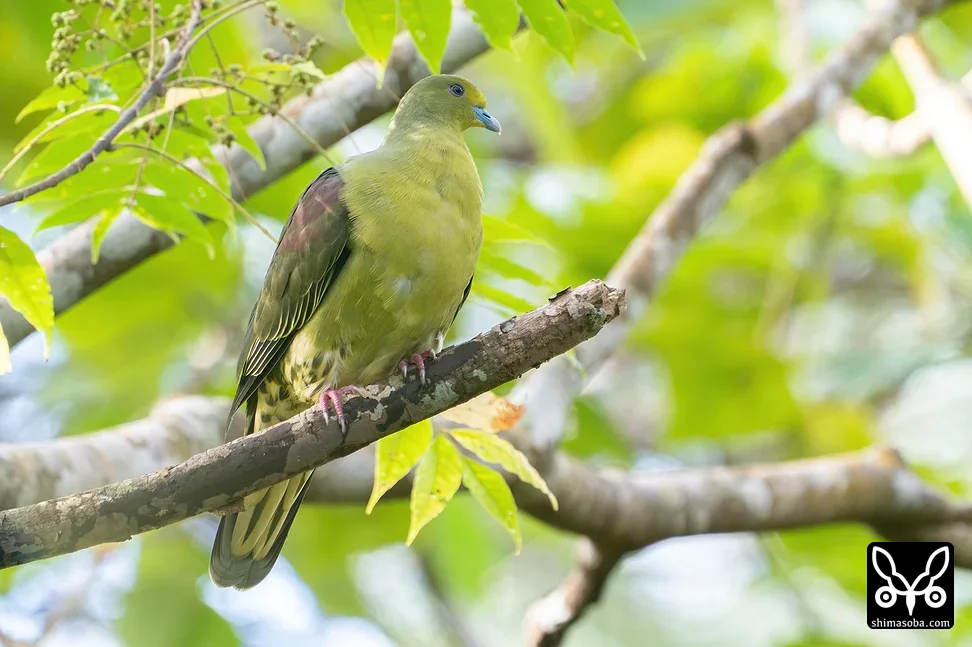 チュウダイズアカアオバト