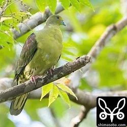 チュウダイズアカアオバトの成鳥オスがハマセンダンやスダジイの実を食っていました。