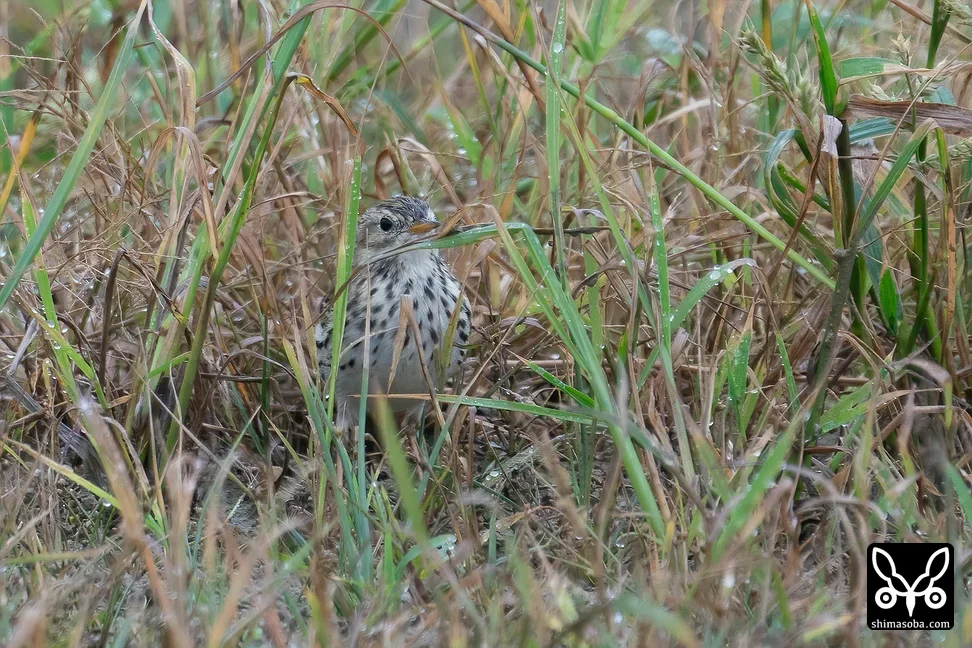 マキバタヒバリ