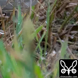マキバタヒバリ