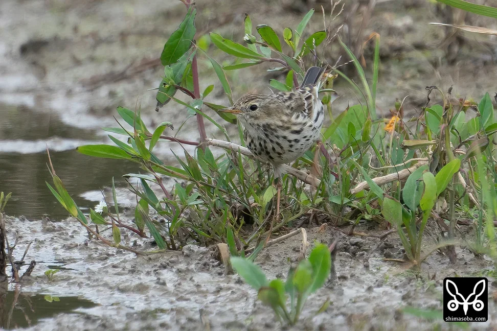 マキバタヒバリ