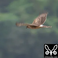 ハイイロチュウヒ