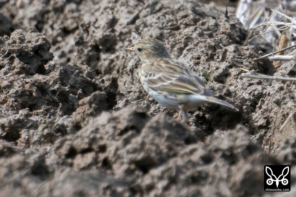 マキバタヒバリ