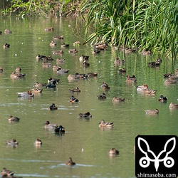 カモの群れ。100羽ほどが水路で休憩。
