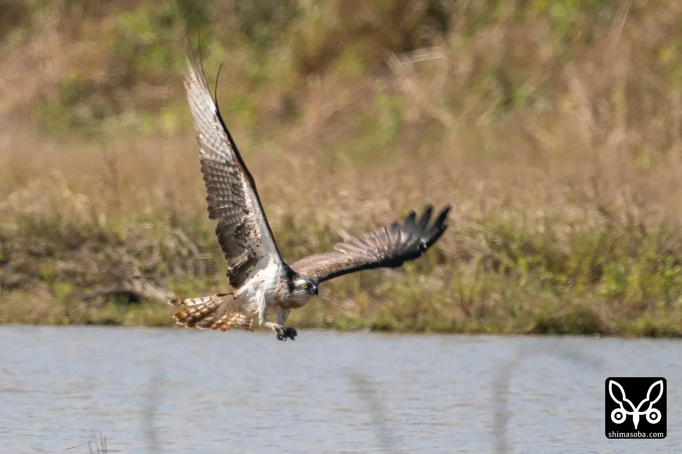 ミサゴ