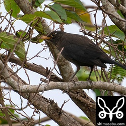 クワの木に止まるクロウタドリ。目尻に白変した羽毛が特徴の個体。