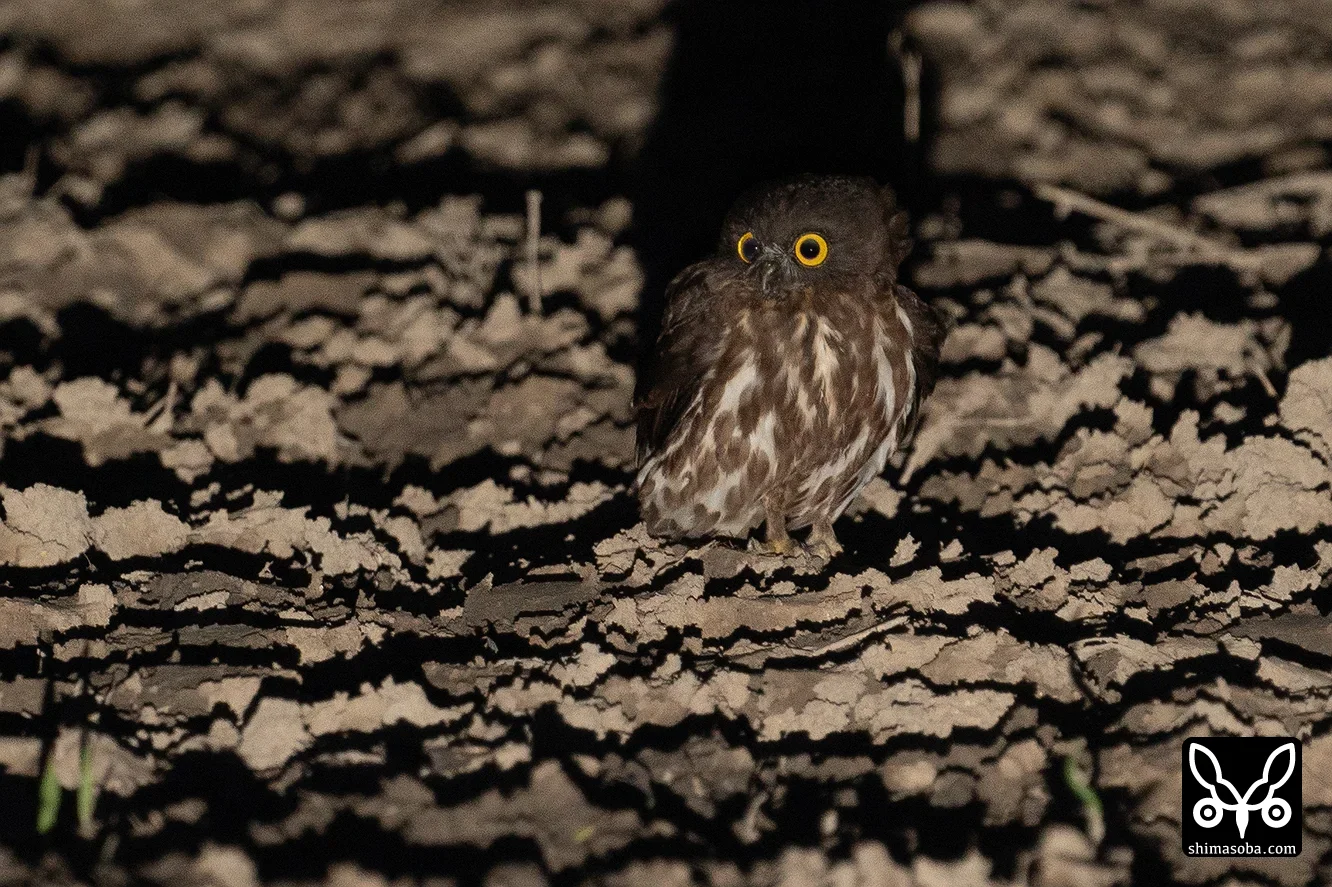 リュウキュウアオバズク