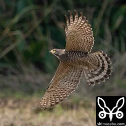 農耕地を飛ぶサシバの成鳥メス。