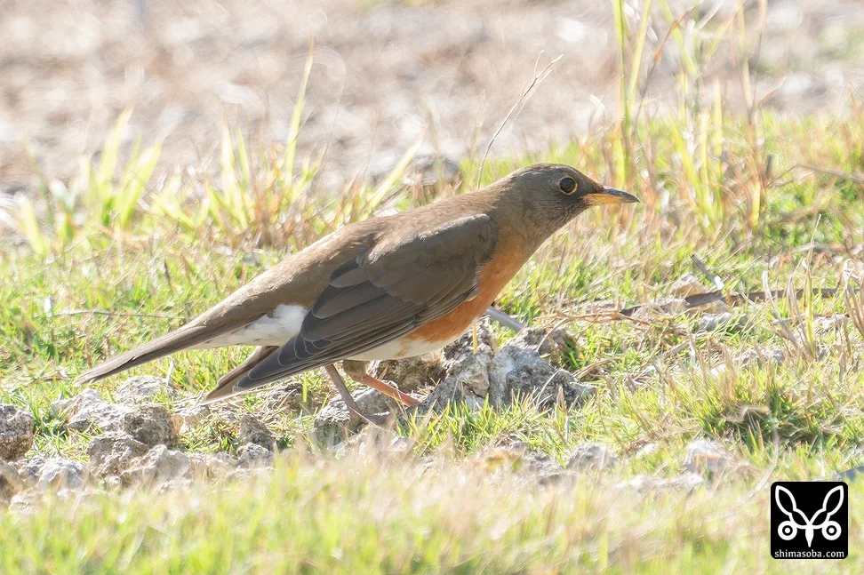 アカハラ