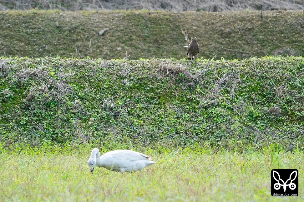 カンムリワシ