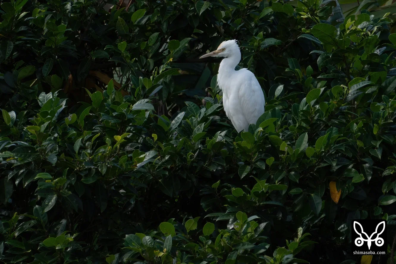 アマサギ