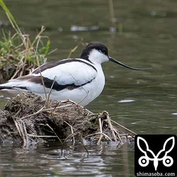 ソリハシセイタカシギ、沖縄的珍鳥モズ、アカガシラサギなど