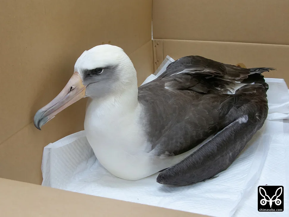 コアホウドリ