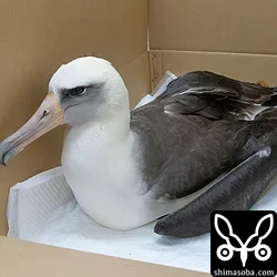 コアホウドリ保護