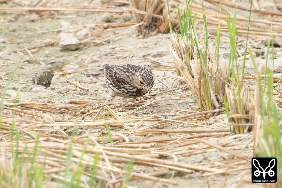 ムネアカタヒバリ