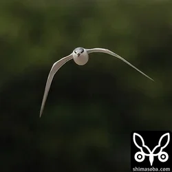 クロハラアジサシ