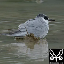 クロハラアジサシ