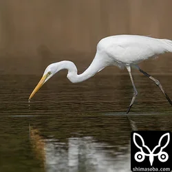 チュウダイサギ