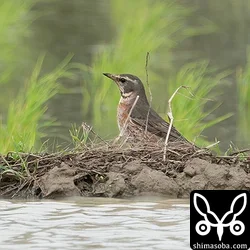 ハチジョウツグミ