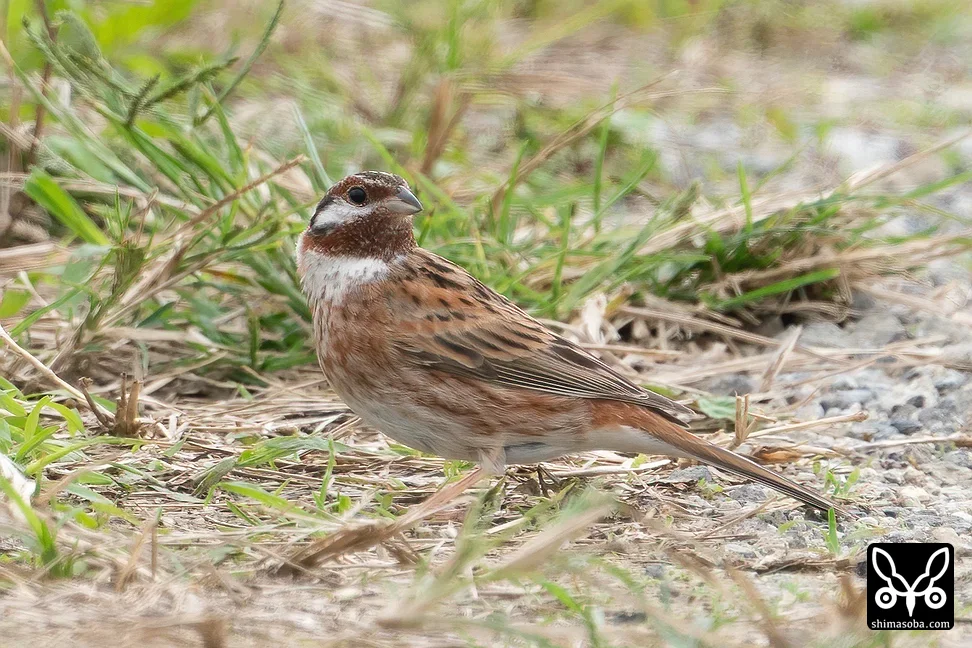 シラガホオジロ